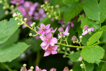 Brombeere oder Kratzbeere