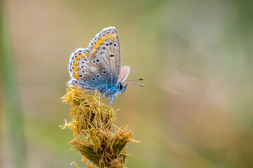  brown argus butterfly, Aricia agestis, top view, open wings