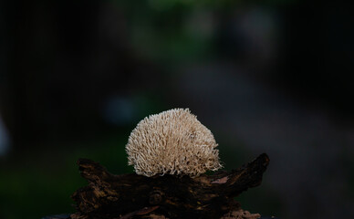 White mushroom bush, on a dark background. select focus. Plentiful forest plants. Forest plants, mushrooms