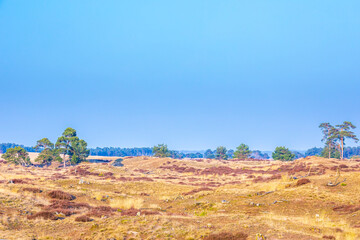 Colorful moorland landscape, national park Hoge Veluwe Holland