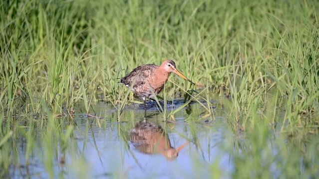 Black-tailed Godwit (Limosa limosa), plumage care on the wet meadow, Lower Saxony, Germany, Europe