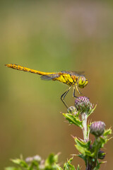 Vagrant darter female Sympetrum vulgatum