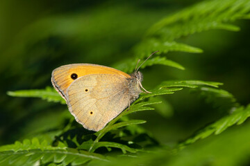 Große Ochsenauge (Maniola jurtina)