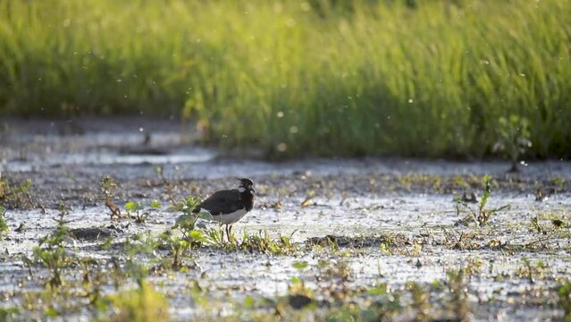 Northern lapwing (Vanellus vanellus), plumage care in the light of the evening sun on the wet meadow, Lower Saxony, Germany, Europe