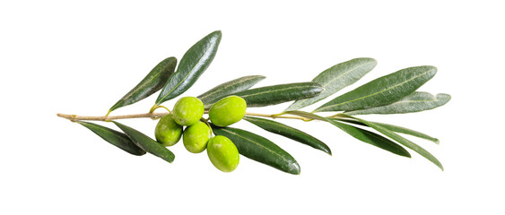 Olive tree branch isolated on tranparent background, PNG