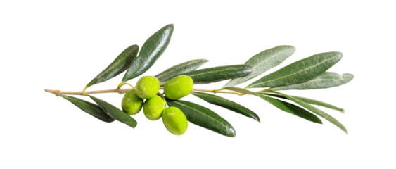Olive tree branch isolated on tranparent background, PNG