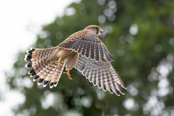 Turmfalke (Falco tinnunculus)