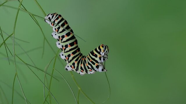Caterpillar of the swallowtail (Papilio machaon) eats fennel leaves, Switzerland, Europe
