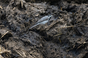 Bachstelze (Motacilla alba)