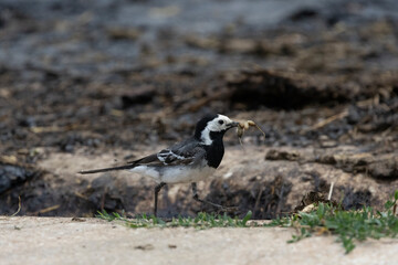 Bachstelze (Motacilla alba)