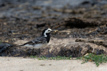 Bachstelze (Motacilla alba)