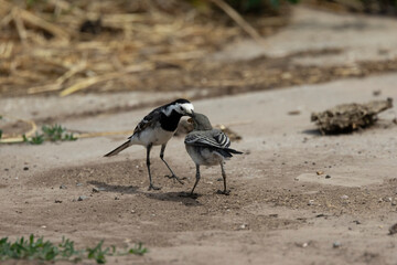Bachstelze (Motacilla alba)