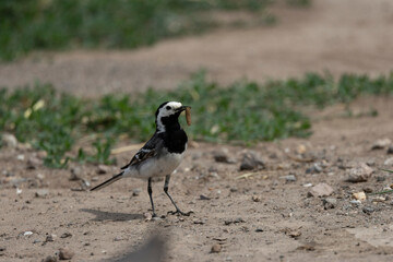 Bachstelze (Motacilla alba)