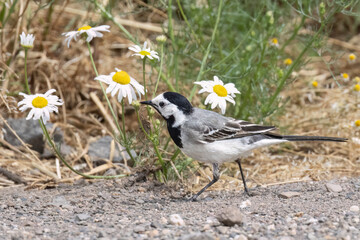 Bachstelze (Motacilla alba)