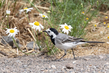 Bachstelze (Motacilla alba)