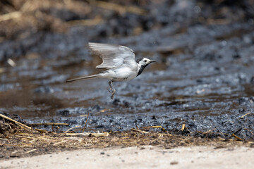 Bachstelze (Motacilla alba)