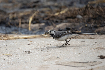 Bachstelze (Motacilla alba)