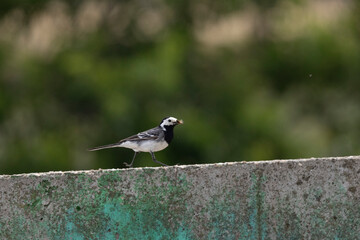 Bachstelze (Motacilla alba)
