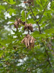 metamorfosis in autum