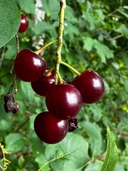 red currants on a tree