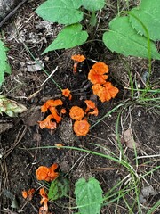 orange mushroom on green moss