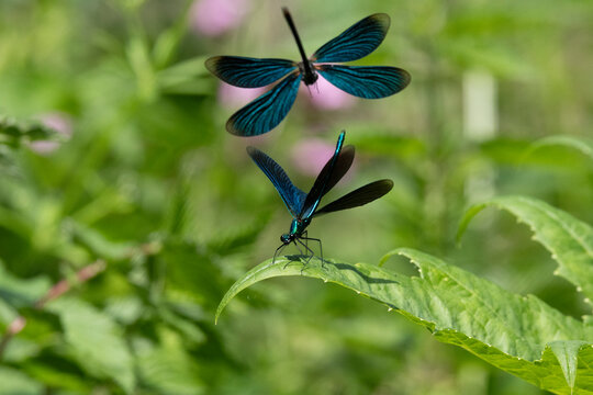 Blaufl&uuml;gel-Prachtlibelle&nbsp;(Calopteryx virgo)