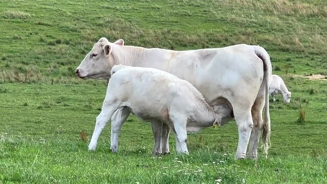 Charolais cattle in a meadow. Calf sucks milk from a cow in Valloesa, Ystad municipality, Scania, Sweden, Scandinavia, Europe