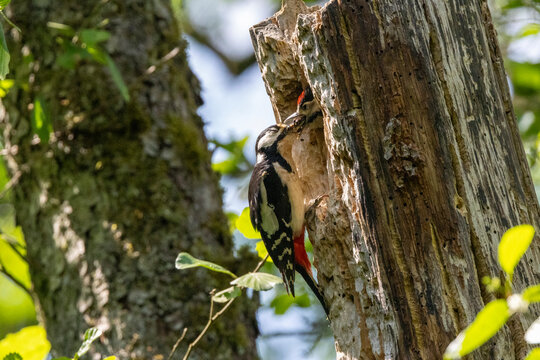 Buntspecht&nbsp;(Dendrocopos major)