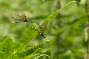 Blauflügel-Prachtlibelle (Calopteryx virgo)