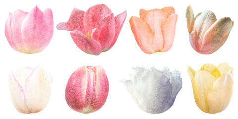 a set of tulips drawn with colored pencils