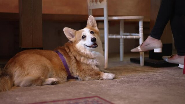 4k Dog lies on floor and owner sits at desk in cafe spbd. Closeup view of cute corgi pet looking and sticking out tongue, woman sitting at table in interior. Fluffy thoroughbred animal is resting and