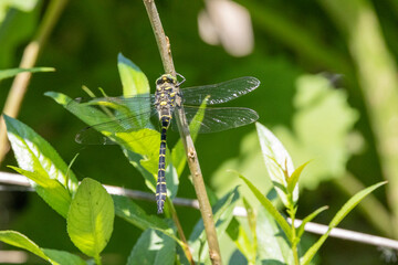 Blauflügel-Prachtlibelle (Calopteryx virgo)