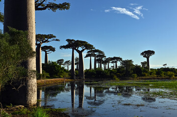 Baobabs forest, Baobab alley, Madagascar