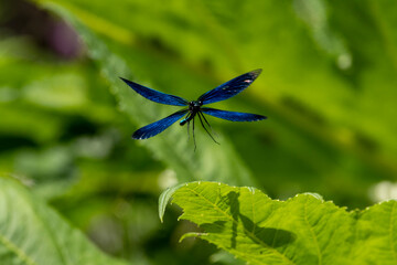Blauflügel-Prachtlibelle (Calopteryx virgo)