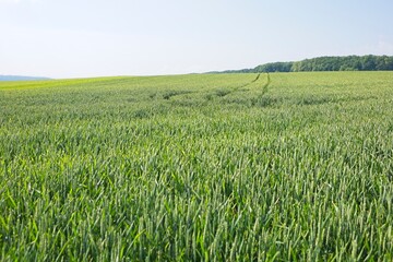 green nature landscapes in southern germany in summer 
