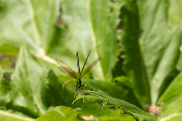 Blauflügel-Prachtlibelle (Calopteryx virgo)