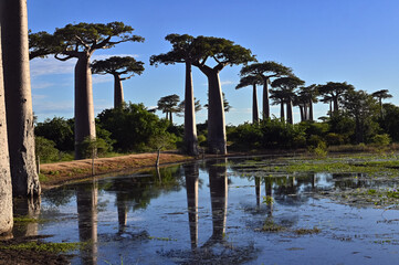 Fototapeta premium Baobabs forest, Baobab alley , Madagascar