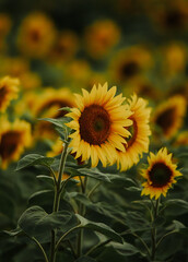 sunflower flowers in the sun
