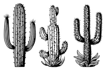 Set of cactus in engraving style vector illustration.Cactus hand drawn sketch imitation. - obrazy, fototapety, plakaty