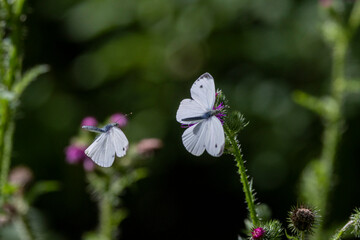 Grünader-Weißling (Pieris napi)