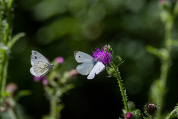 Grünader-Weißling (Pieris napi)