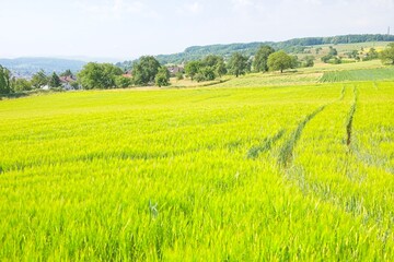 Naklejka premium green nature landscapes in southern germany in summer 