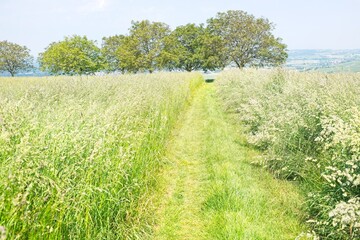 Fototapeta premium green nature landscapes in southern germany in summer 