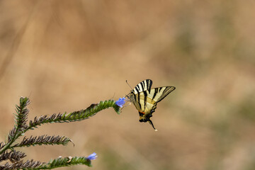 adobe stock ausgewertet