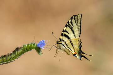 adobe stock ausgewertet