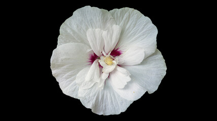Syrian ketmia white with deep red centre rose of Sharon 'China Chiffon' flower isolated on black