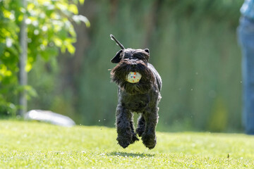 Hund