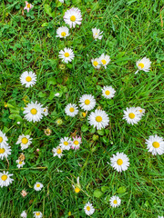 Surface of green grass with daisies seen from above. © puhimec