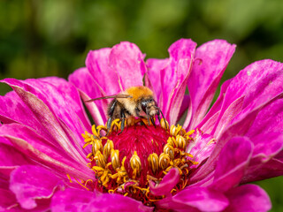 Hummel