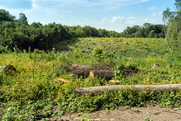 Illegal logging. Stumps and logs lie in a clearing in the forest after cutting down perennial trees. Violation of ecology